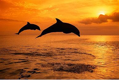 《幻兽帕鲁》新补丁更新上线 修复错误优化体验